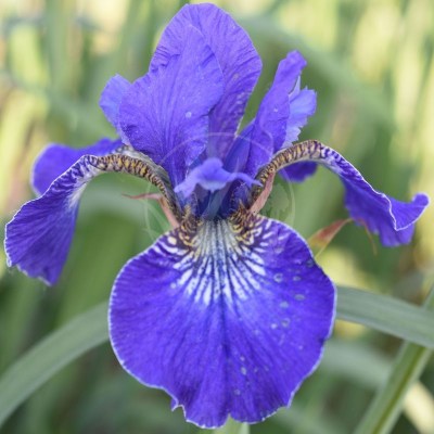 Silver Edge DSC_0226 vyrez